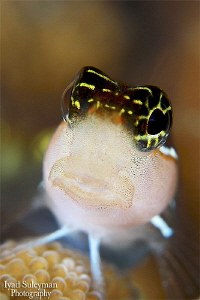 Blenny from the Philippines by Iyad Suleyman 